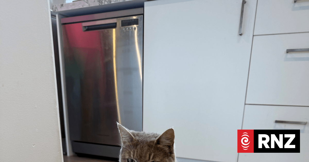 Feline sausage roll thief on the prowl in Kerikeri
