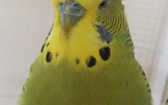 Drongo the budgie, hard at work