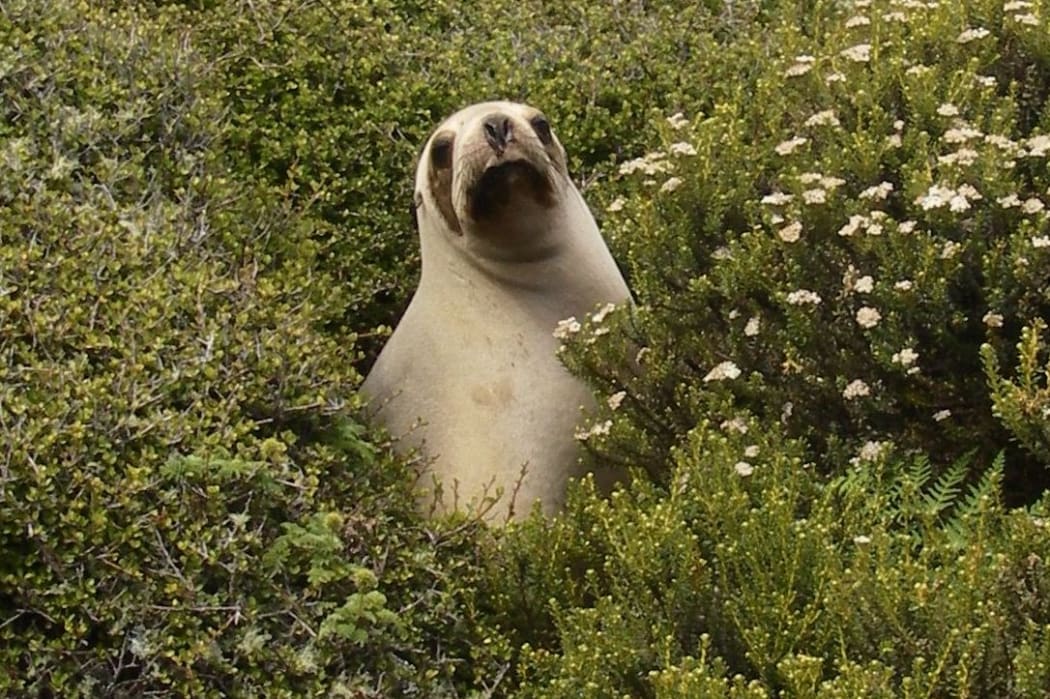 Female sea lion.