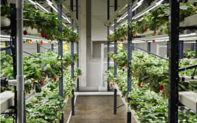 26 Seasons vertical berry growing