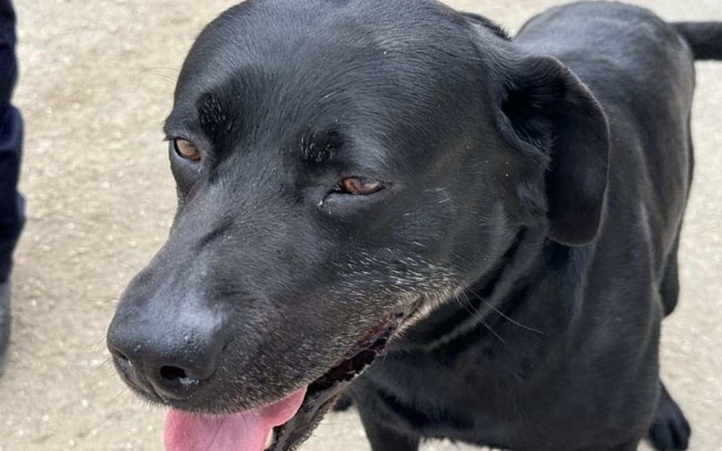 Eight-year-old explosives detector dog Iti in Tonga in 2024.