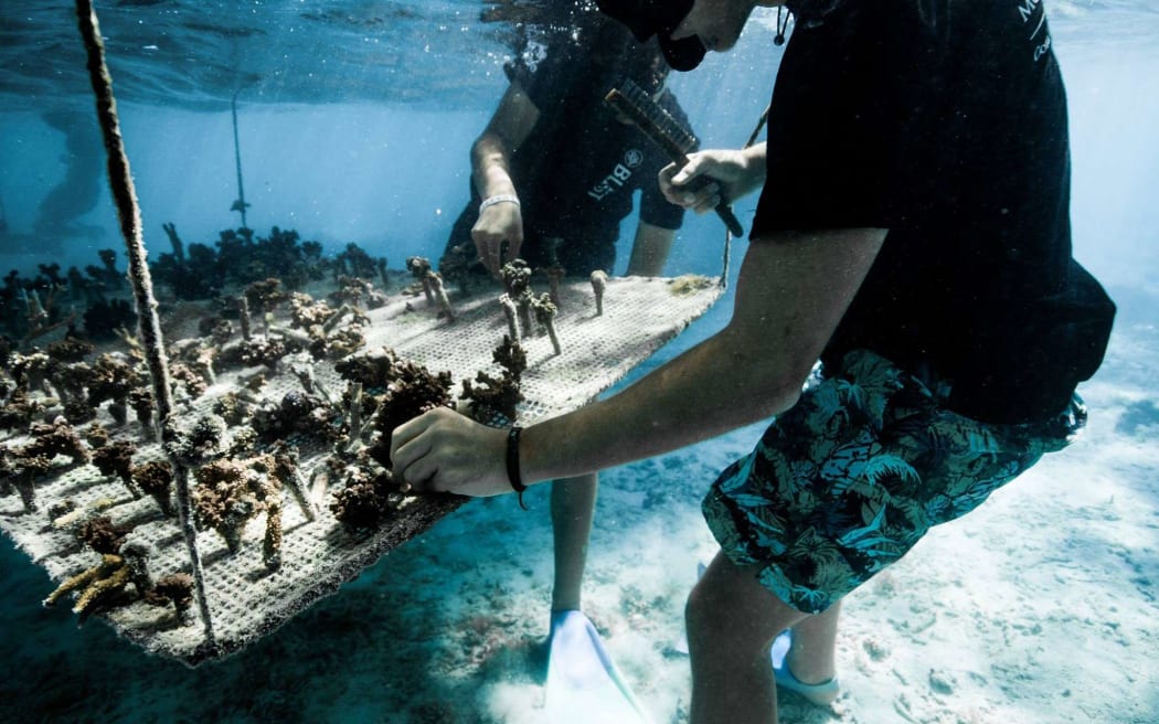 A pair of Mo'orea Coral Gardeners tend to one of their underwater coral nursery tables.