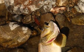 Dead Trout