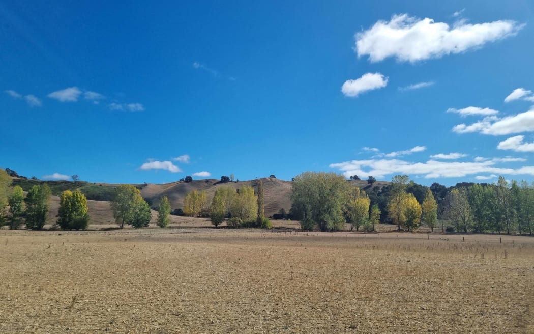 Paddocks in Dovedale affected by drought in the Tasman District.
