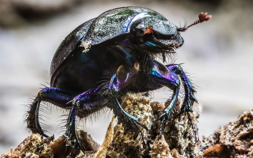 Geotrupes springer is one of the beetles being used on farms to deal with livestock manure.