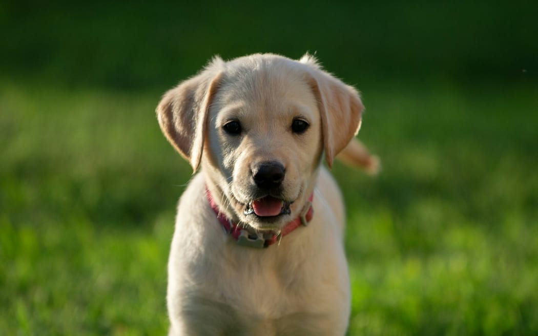 Tenancy Tribunal issues first 'pet' ruling, approves labrador puppy in ...