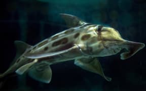 Fish and chips could hold human DNA clues, according to the University of Otago