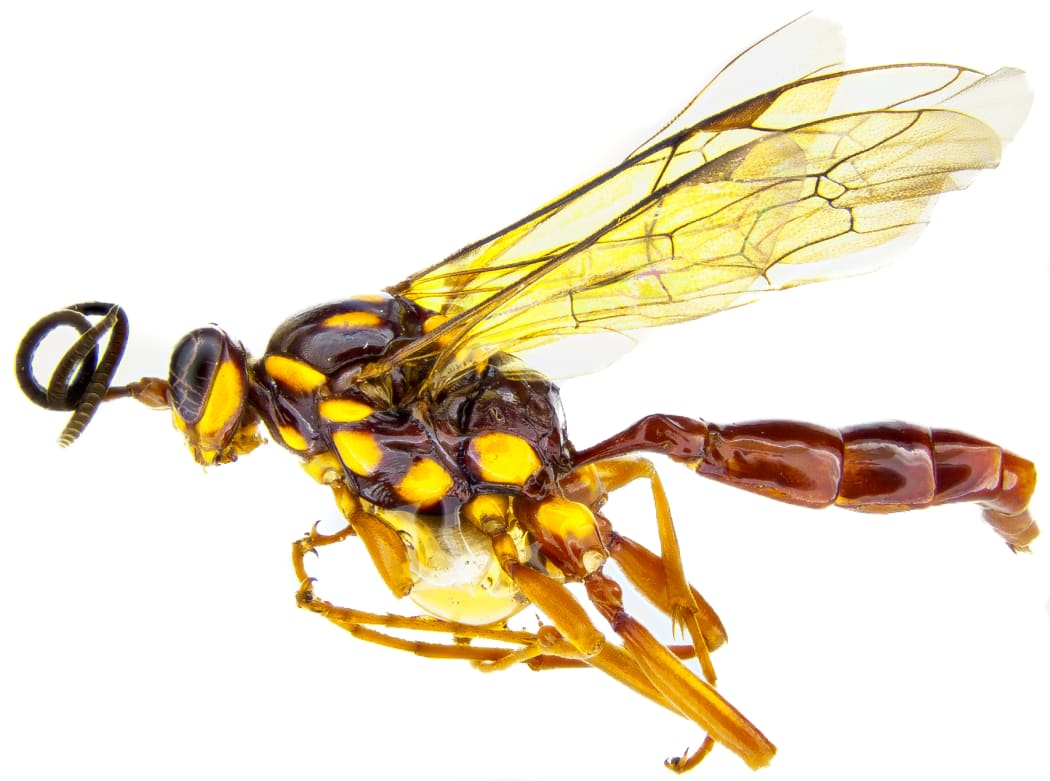 A New Zealand parasitic wasp in the genus Degithina.