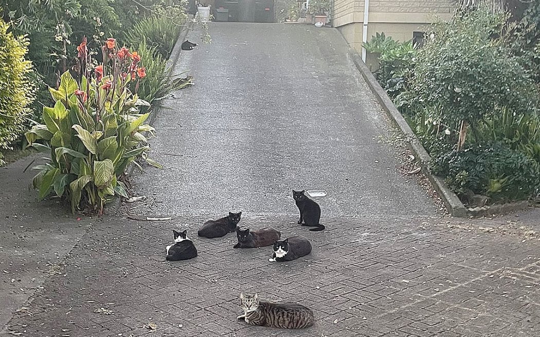 Taken in January, this photo shows at half-a-dozen cats basking on a Bracken Street driveway. Photo supplied