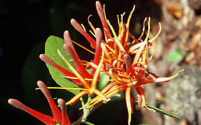 New Zealand Mistletoe