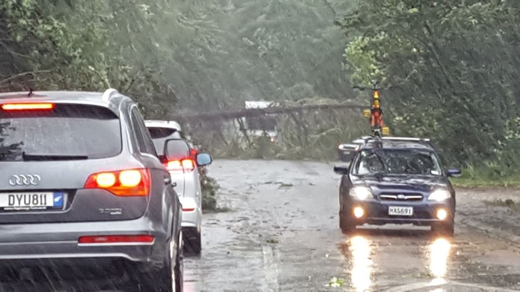 A tree lies across Longmile Rd in Rotorua. It fell at 10.45am 100m in front of a RNZ reporter.