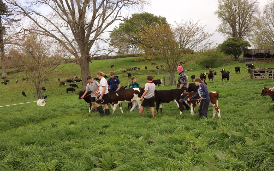 A picture depicting children walking with their calves on a paddock.