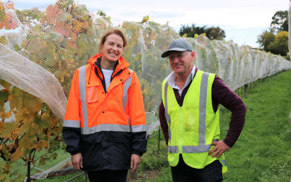 Pinot noir research vineyard