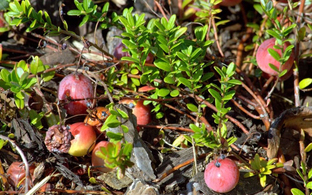 Cranberry shrubs with berries growing.