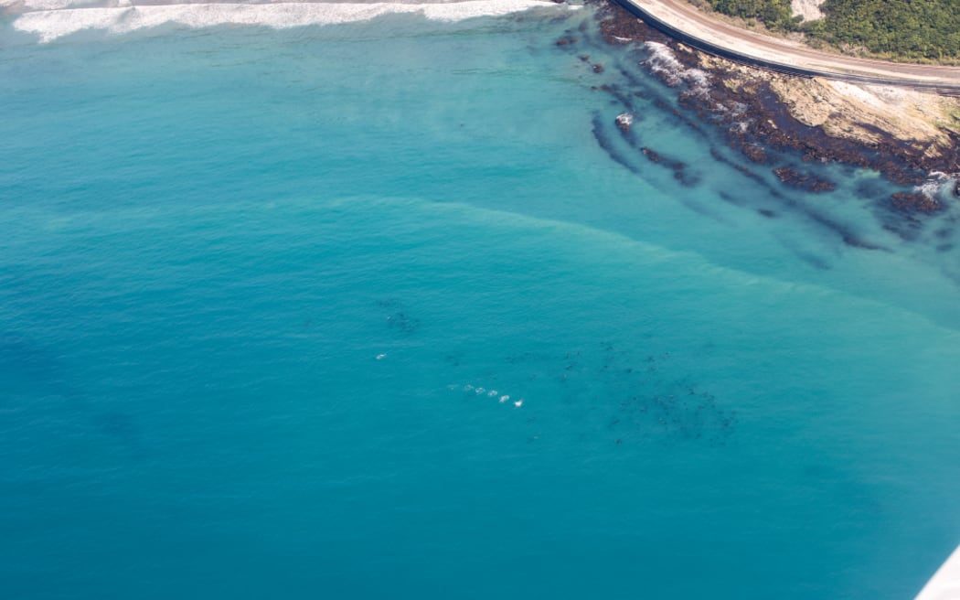 The huge pod of dolphins seen off the Kaikōura coast.