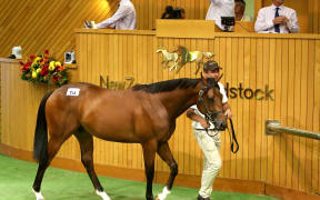 Karaka Yearling Sales