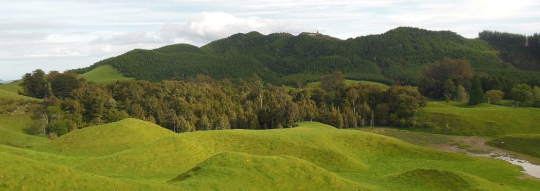 Carol and Steve Ring's QEII covenant is a 4.5 hectare patch of original bush in a sea of farmland and forestry.