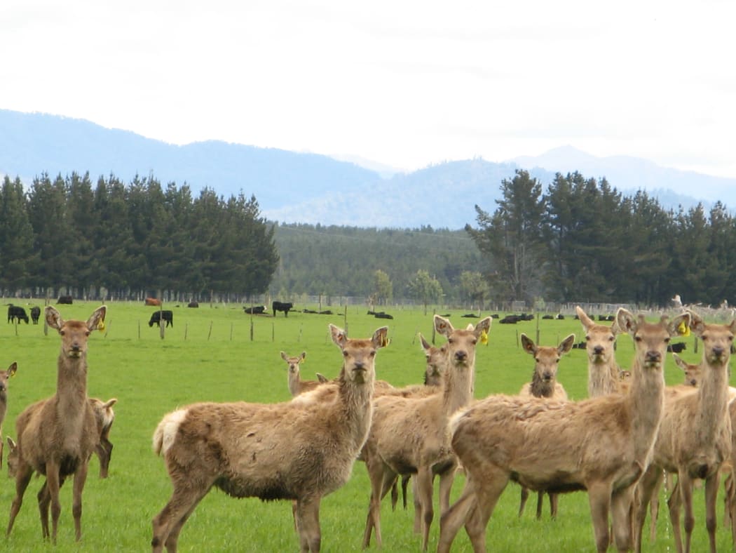 Deer on Rangitaiki Station