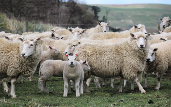Beltex lambs and ewes