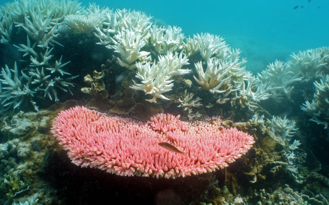 Coral bleaching on the Great Barrier Reef.