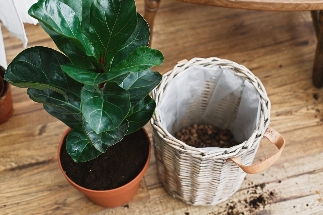 Repotting fiddle leaf fig tree in big modern pot. Ficus lyrata leaves and pot, drainage,garden tools, soil on wooden floor. Process of planting new house tree