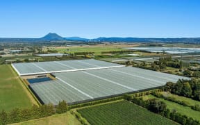 The Three Roads kiwifruit orchard in Edgecumbe near Whakatāne.