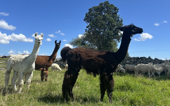 Picture of llamas on farmland alongside some sheep.