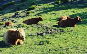Highland cattle in Golden Bay