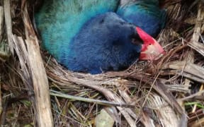 Fomi the Takahe sitting on her egg