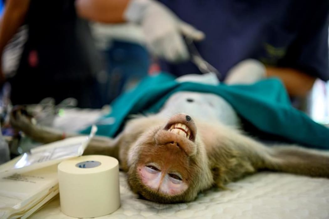 Lopburi's monkey population, which is the town's main tourist attraction, doubled to 6000 in the last three years, forcing authorities to start a sterilisation campaign.