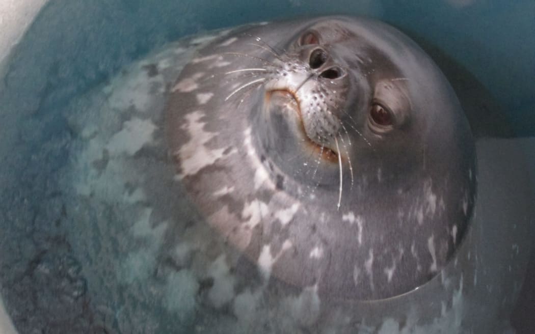 Weddell seal takes a breather at a hole in the sea ice, in Antarctica.