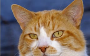 Garfield