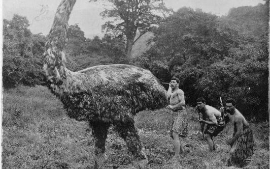 Mock moa hunt, Botanical Gardens, Dunedin, 1899. Shows Peter Buck (left) and two companions "hunting" a moa which had been reconstructed from a skeleton. The other two men were possibly Koroneho Himi Papakakura and Tutere Wirepa. Photographed by Dunedin photographer, Guy, in 1899.