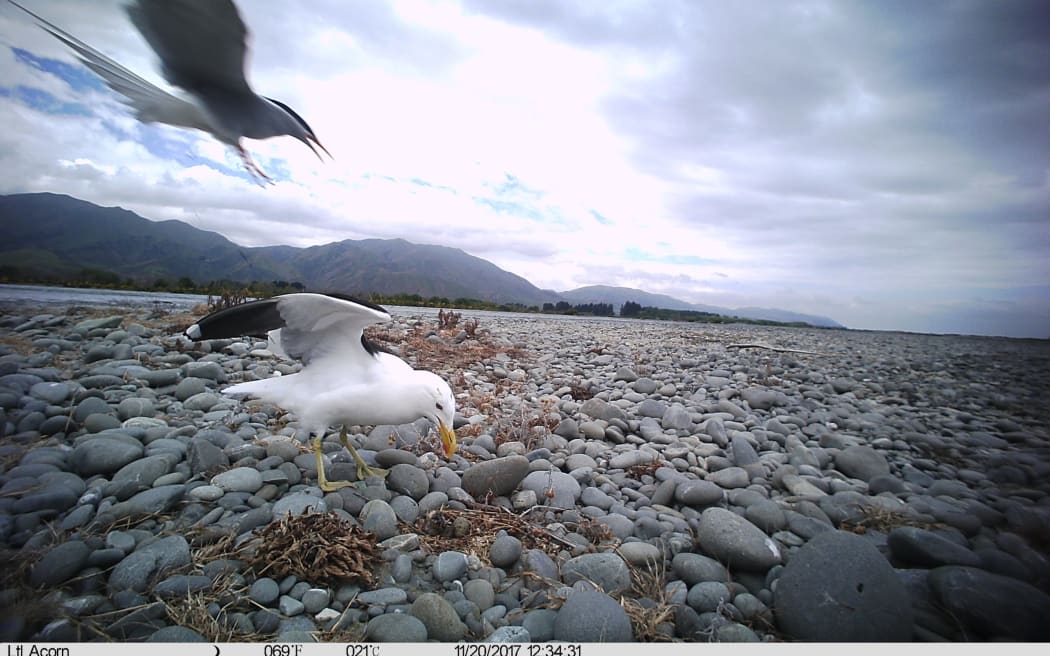 A black-fronted tern returns to its nest to find a karoro (southern black-backed gull) raiding its nest.