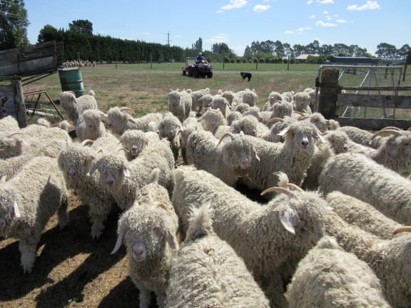 Herding angora goats