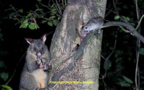 Possum and a ship rat photographed at night eating thrush chicks