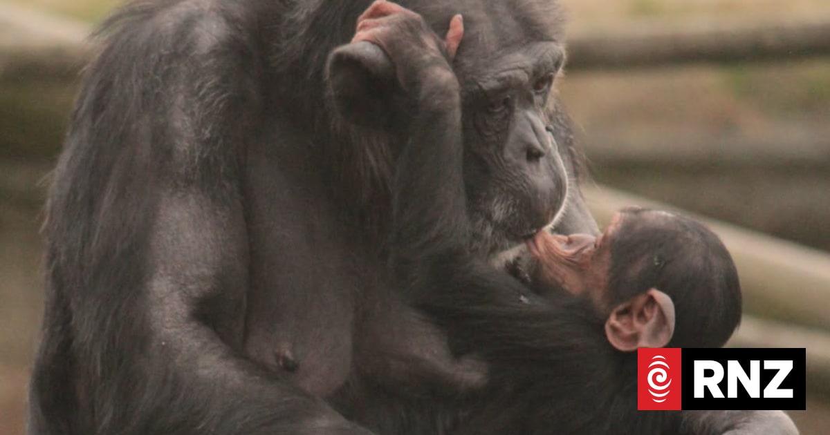 Chimpanzee matriarch dies at Wellington zoo