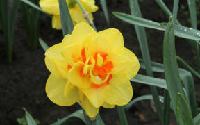 Daffodil