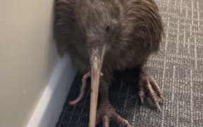 A kiwi eating worms at Whangārei Bird Recovery Centre.