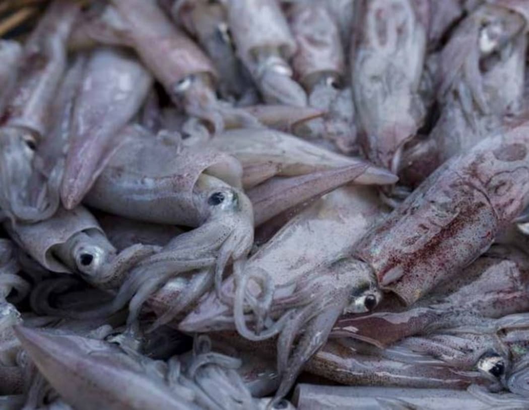 A large haul of squid.