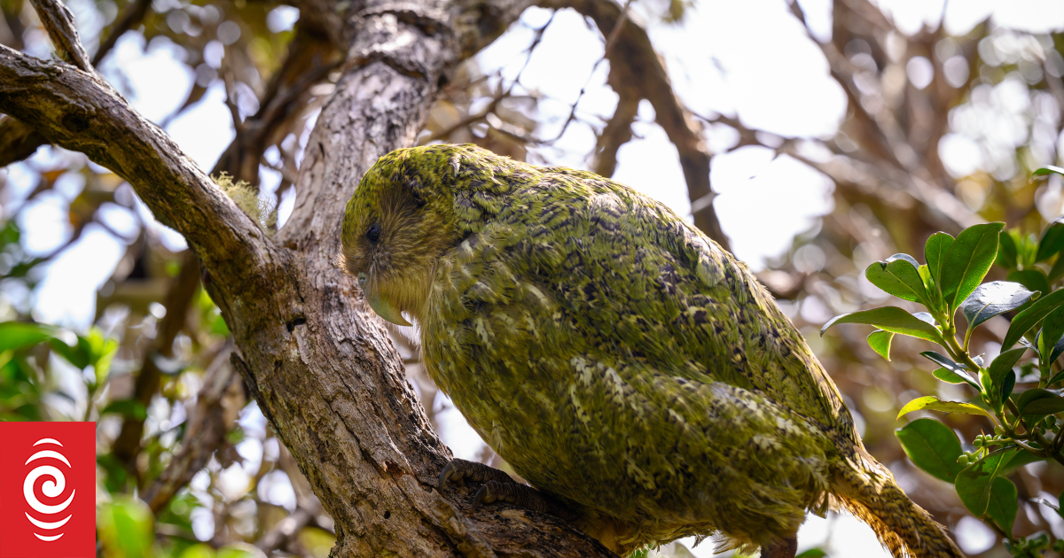 Kākāpō Breeding Season: Record Numbers & Exciting Results