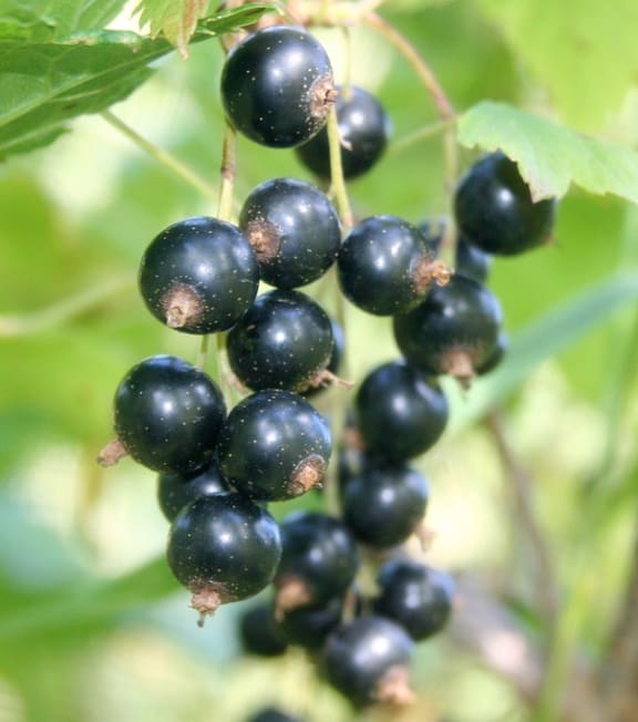 Blackcurrant fruit