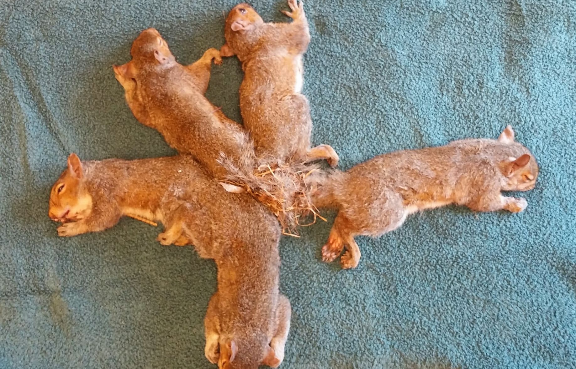 The five juvenile squirrels had to be anaesthetised before their tails could be separated.
