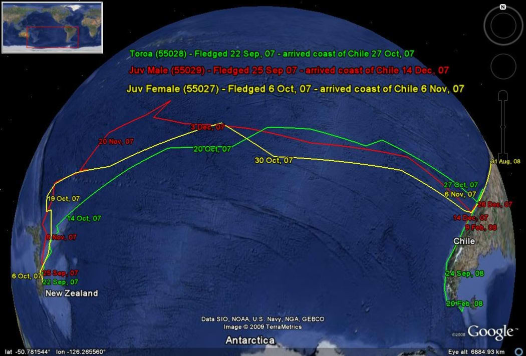 The distances previous albatrosses have crossed the Pacific are huge.