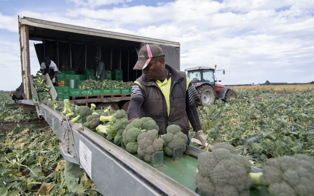 Broccoli being harvested at the Canterbury vegetable growers Oakley's