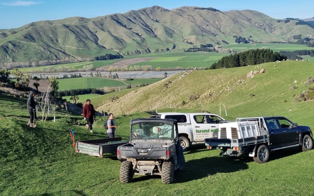 Planting poplar poles at Punawai