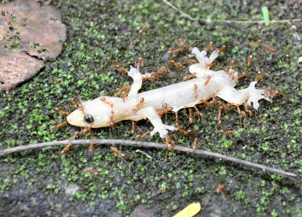 A dead lizard being dragged away by Yellow Crazy Ants.