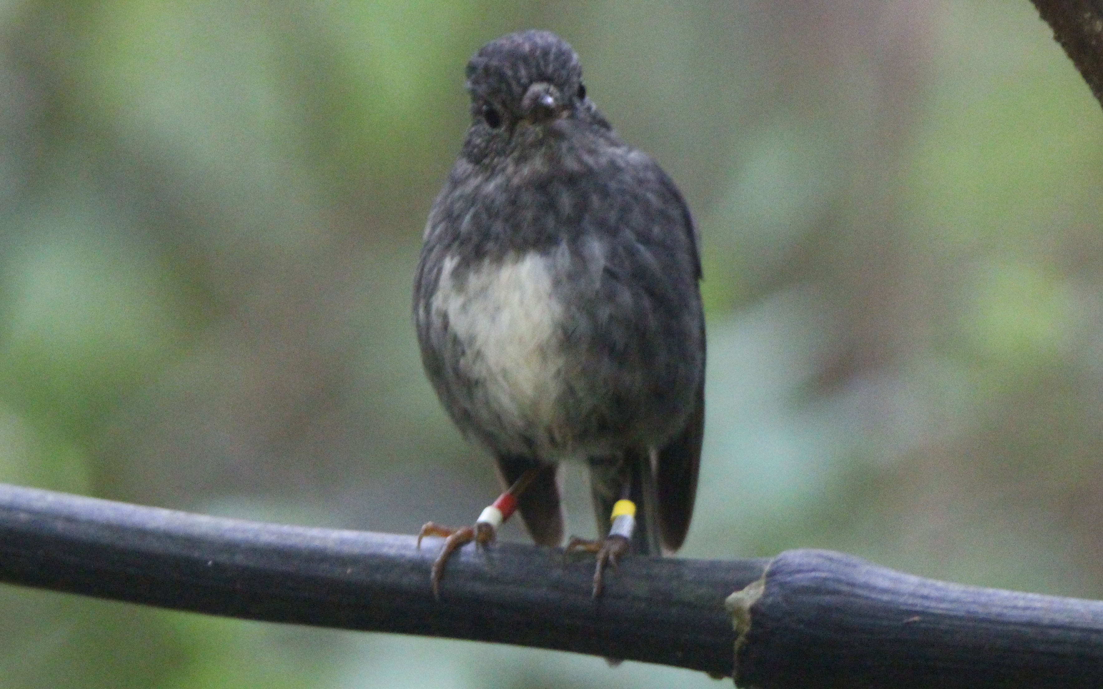 Curious Toutouwai/North Island Robin