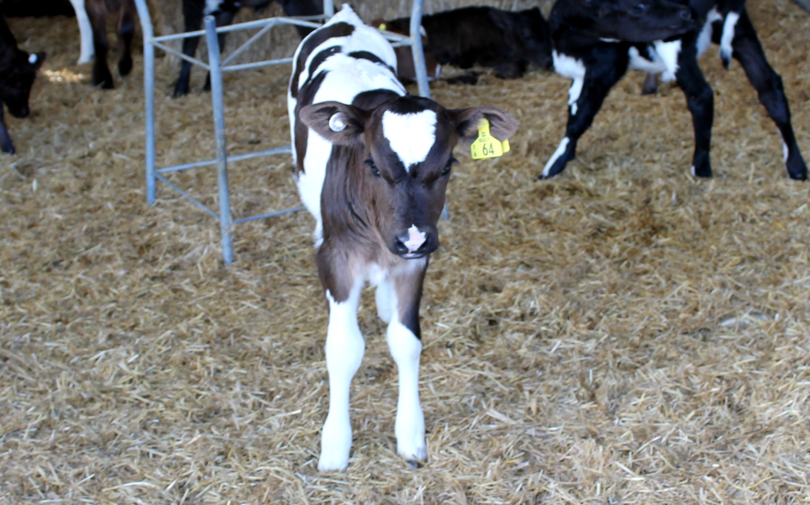 A calf at the Lincoln University Dairy Farm