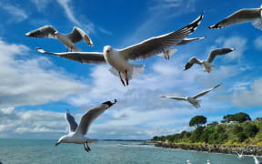 seagulls